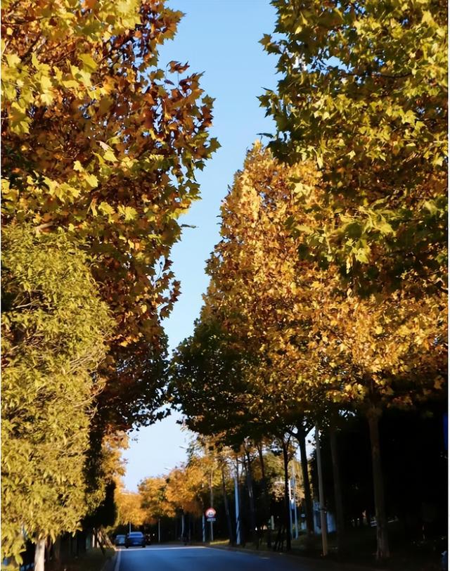 不用去南京，长沙也藏着 “梧桐秘境”！遛娃拍照美到窒息！