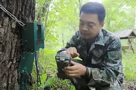 东北虎下山进村，人虎相逢如何相安？图片