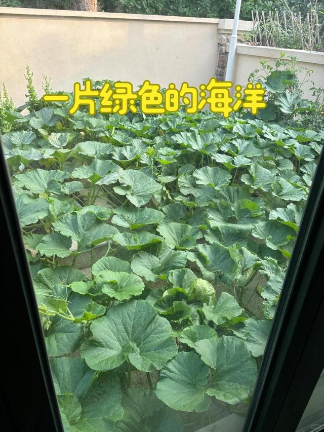 女子离家半个月，一院子南瓜“成了精”，网友：天呐，羡慕死了！