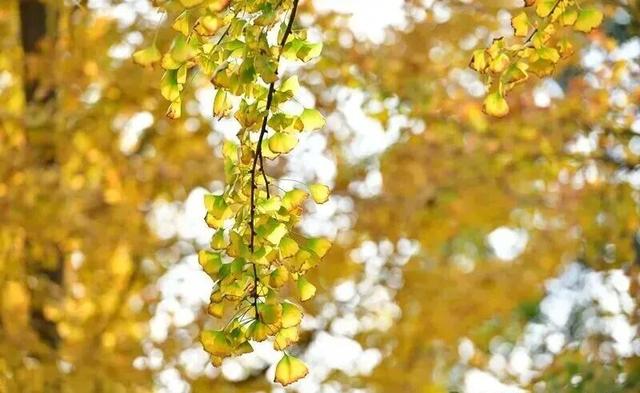 【美丽四川】一年一度朋友圈银杏比美时刻又来了！