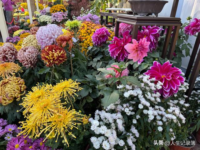 周一陪小姑子去北海公园看菊展