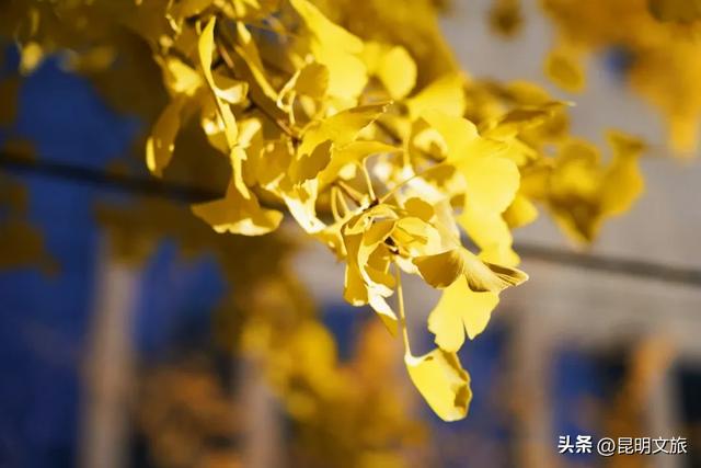 昆明冬日限定的金色浪漫，已加载完成！就藏在昆明这条街……