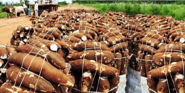 木薯你吃对了吗？为什么说食用木薯一定要掌握正确方法？