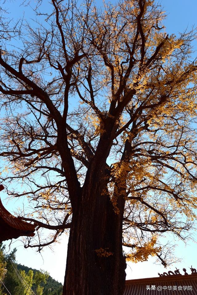 淌豆寺：怪怪的名字，孤傲的千年银杏