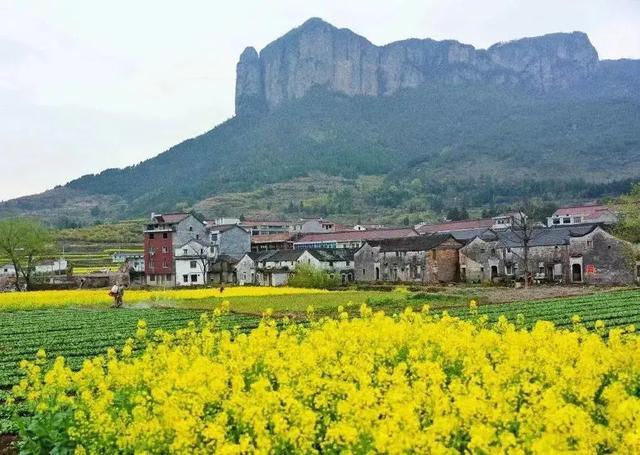 台州春行录:山海寻鲜,花间寻梦
