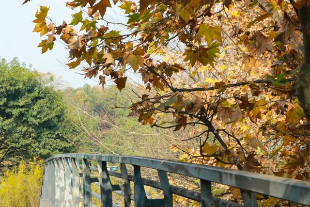 一袭焦糖色冬装!郫都老城梧桐,解锁街头温暖诗意