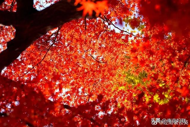 人在南京，红叶正盛，等你来～