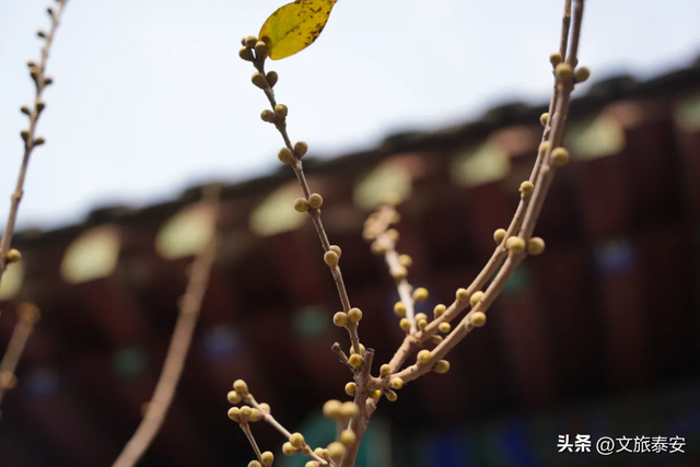 腊梅把庙堂镀成 “流动金” ！暗香浮动的王母池承包一整个冬日浪漫~