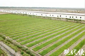 抗旱“解渴”各有招数，盐城打响水利保卫战图片