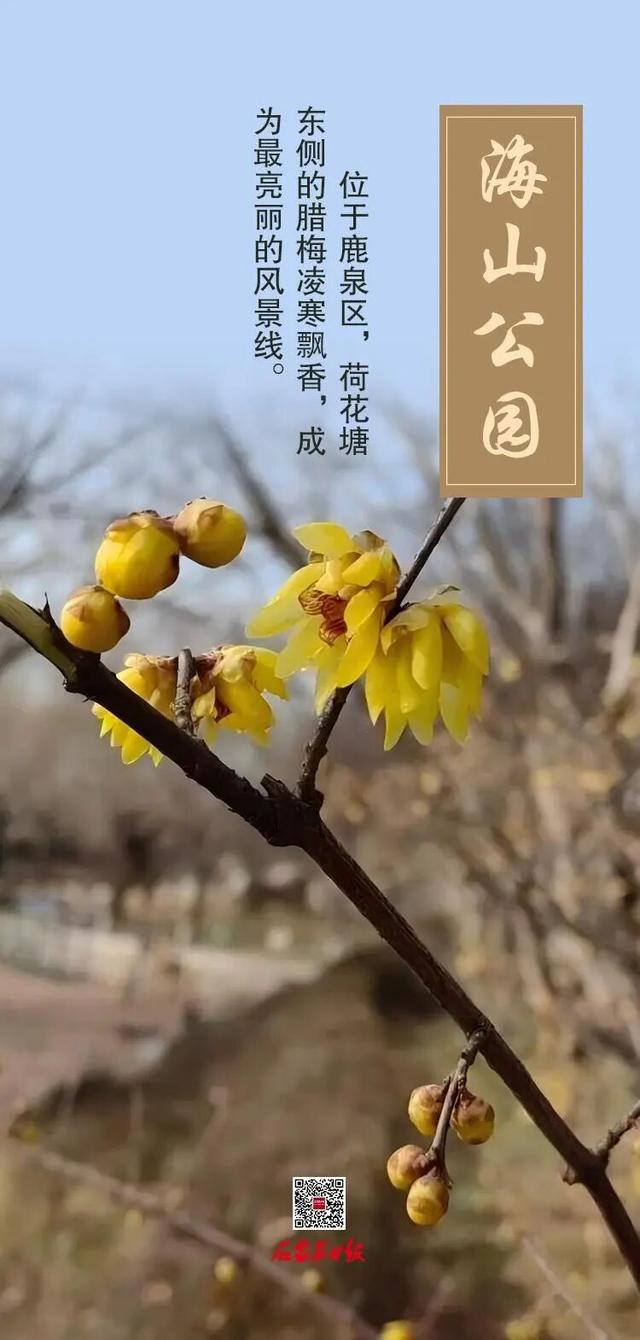 错过等一年！咱石家庄的蜡梅开啦~（附赏花点）