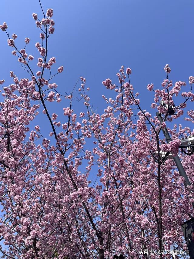 收藏，苏州春日赏樱攻略来啦！