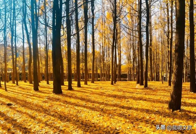 8天金黄狂欢！呈贡银杏嘉年华解锁冬日限定浪漫