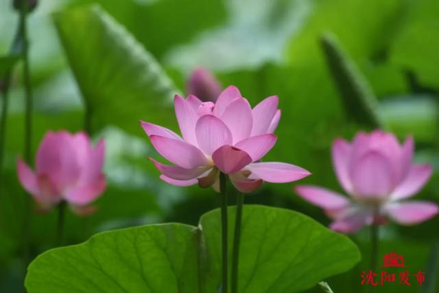 沈阳人注意!今天开始!持续30天!