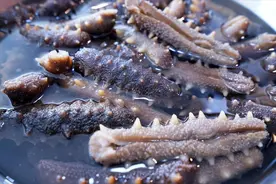 泡发干海参，最忌用清水，渔民40年经验，泡得又大又软，一次成功图片