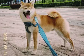 当我们和狗狗结下一道善缘，它会怎样？图片