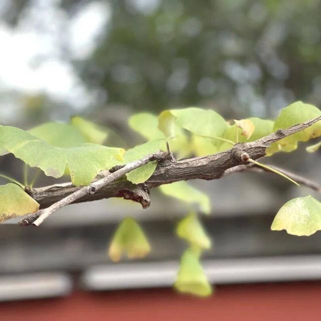 【美丽四川】寒冬将至 银杏初黄