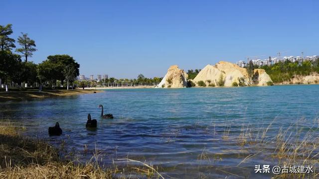 黑天鹅在建水五龙湖的前世与今朝