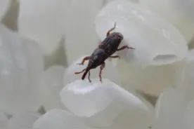 米象是怎么凭空出现的？很难完全消灭，很多人其实都吃过它的卵？图片