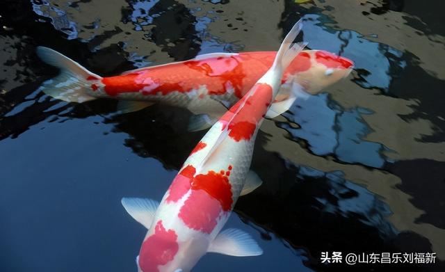 昌盛花园二期西区的冬景(下)