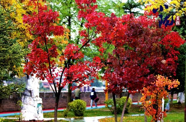 【小陇画报·437期】初冬，礼县美的像“油画世界”