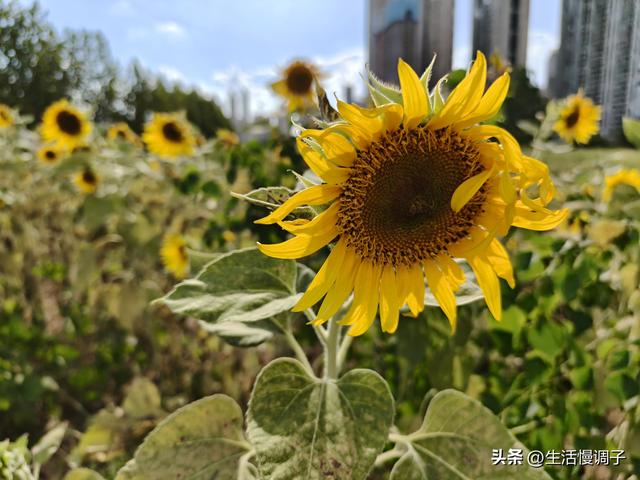 武汉十二月——一月一帧藏走过2025的四季光影