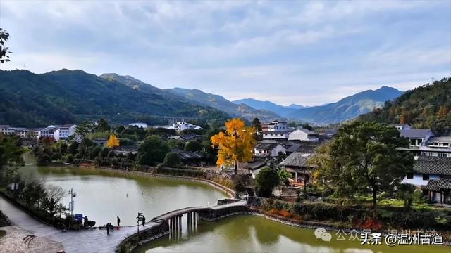 温州这棵网红古银杏黄的正艳，错过待来年了！