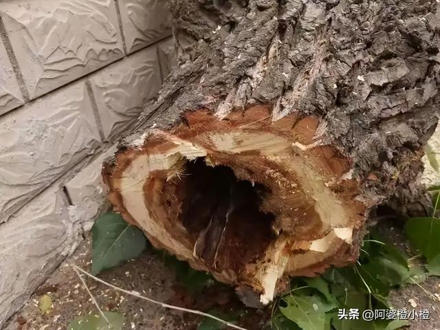 突发！武侯祠百年古柳轰然倒伏，两名游客被砸送医，现场细节曝光