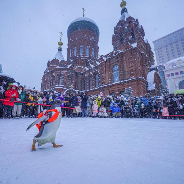 全城见企鹅！ 最大规模“淘学企鹅冰雪巡游”11月15日全城开启！