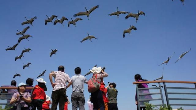 【黄河口生态旅游区】邂逅多彩黄河口，赴一场自然与生命的浪漫之约
