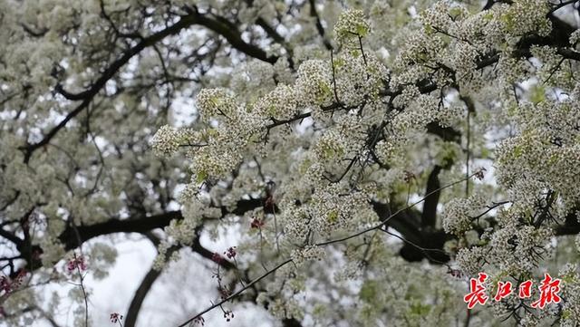 市民争相“合影”！这株15米高的梨花树，雨后更显娇艳
