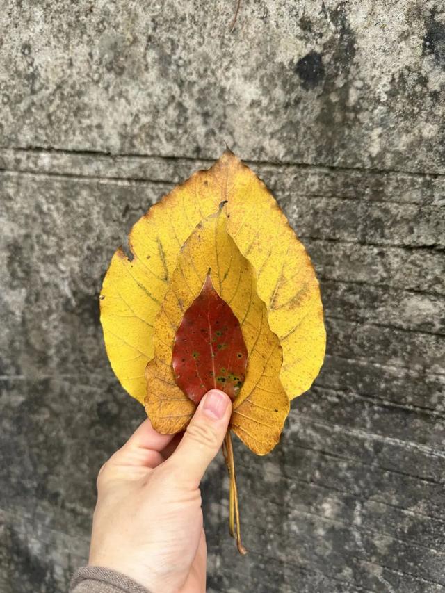 最近，不少深圳人都在捡！发图狂晒战绩，“有一种寻宝的感觉”