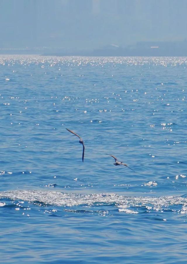 来日照看海鸥！位置→
