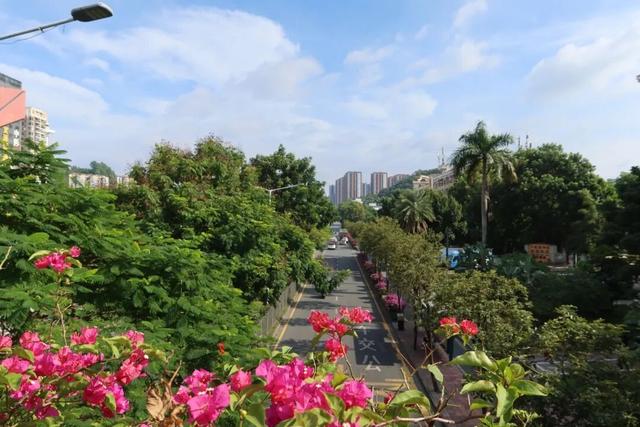 龙岗秋冬浪漫打卡指南来了！瀑布花海、空中花路…这份粉色攻略快收好！