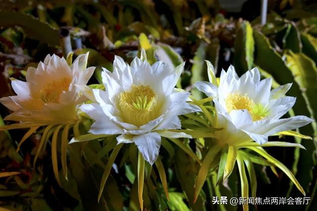 上新！6条旅游线路带您玩转翔安→
