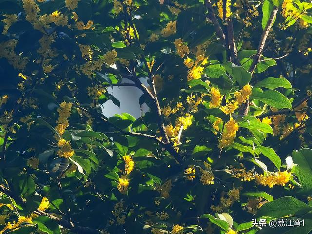 桂香漫城：桂林的秋日私语