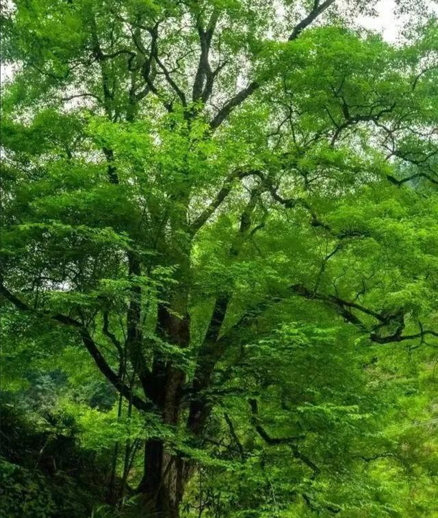 湖南1500年梓叶槭黄叶了，全国不到500株，上百年的只找到一株