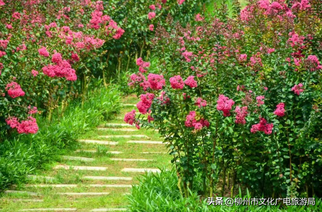 把夏天泡进花海里！前茅公园的浓烈+园博园的清新，快来享用双份“夏日特调”