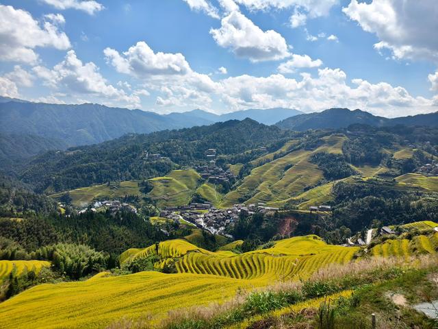 桂林秋韵：金色的龙脊梯田，地球上最美的曲线！