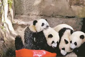 双城周刊 | 川渝两地跨越60余年的“熊猫情缘”图片