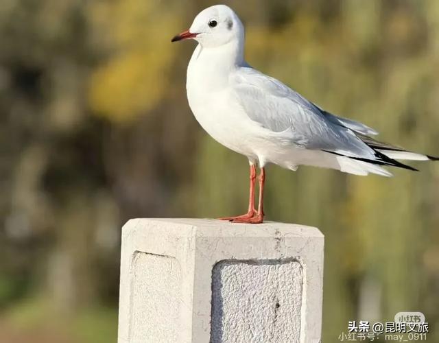 超详细攻略！在昆明官渡，与鸥共舞，六种玩法开启冬日漫游！