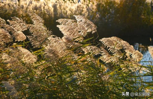 收藏贴！带您玩转潍坊的湖光水色