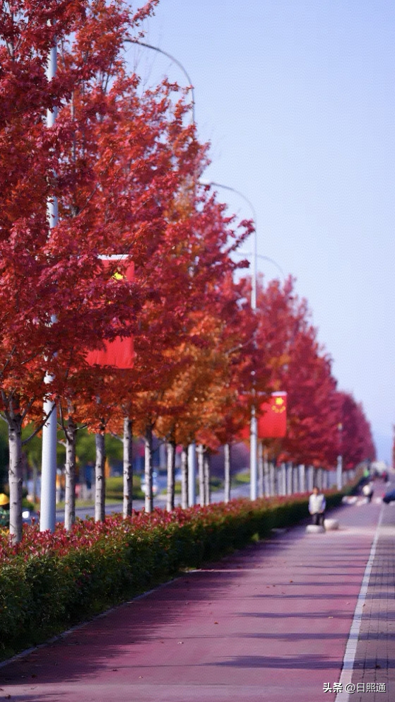 日照这条枫叶大道，美到让人走不动道！