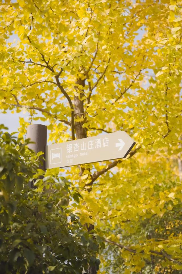 绝了！黄陂最被低估的宝藏赏秋地！