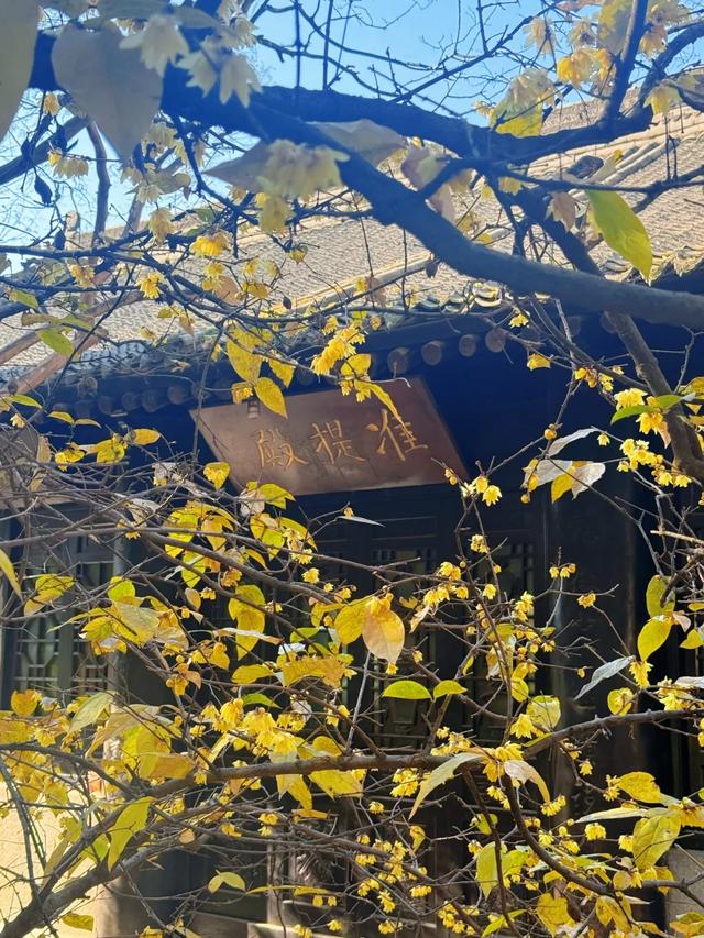 周末一日游 | 西安冬日8个免费赏腊梅好去处