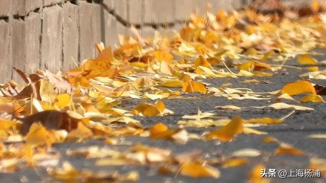 太美啦！去杨浦这两条路“踩”秋天，沙沙响的那种～