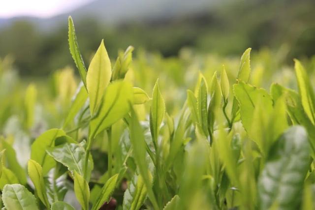 "咔嚓！"→文县