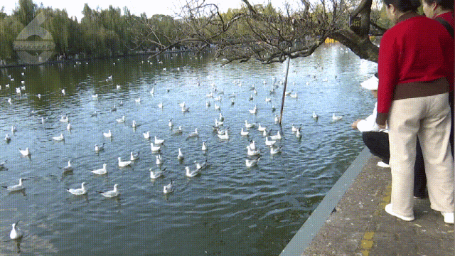 “鸥”经济爆发！昆明元旦酒店订单猛增118%，全靠这群小可爱