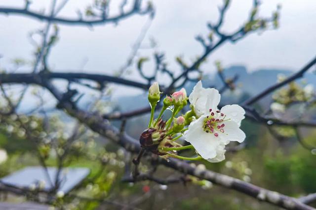 梨花带雨，新津带你！来约！