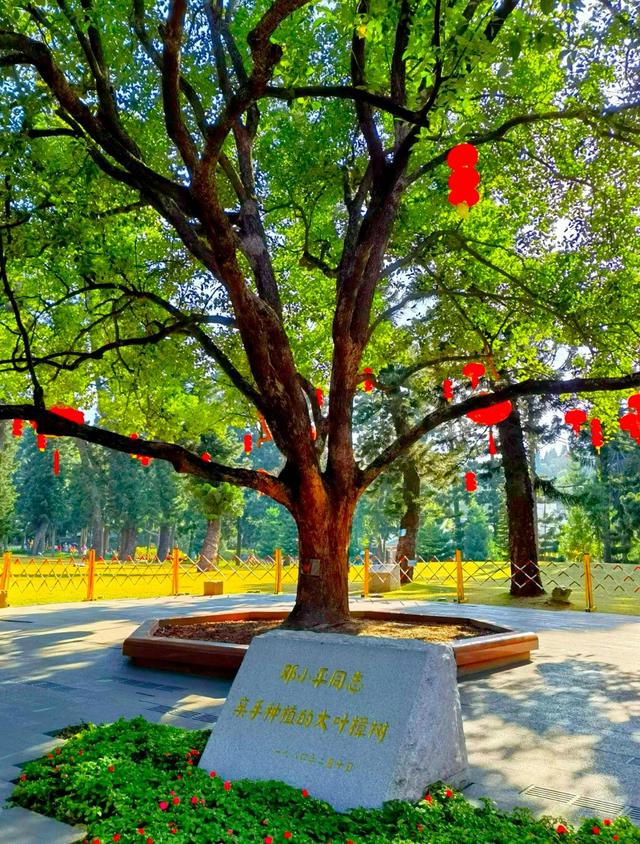 厦门植物园南洋杉草坪，占地12万平方米，是游人休憩、嬉戏的场所