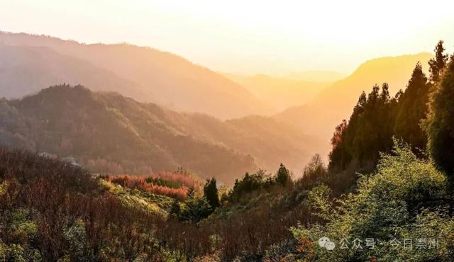 崇州彩林天花板🤩🤩🤩谁还没去过？